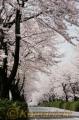 約１．６キロにわたり“桜のトンネル”が続く本田技研熊本製作所南側＝大津町