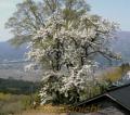白い花を咲かせた清水寺のナシの木＝阿蘇郡南阿蘇村