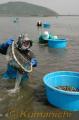 有明海産アサリを収穫する漁師ら＝熊本市松尾沖