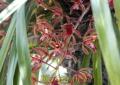 大ソテツの幹から見事な花の房を伸ばす野生ラン＝本渡市の本渡諏訪神社