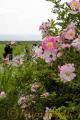 球磨川の川岸に薄桃色の花をびっしりつけるツクシイバラ＝球磨郡錦町