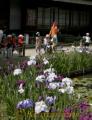 紫や白の花が見ごろを迎えた松浜軒の肥後ハナショウブ。幼稚園児も見物に訪れ