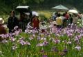 花菖蒲祭り　３万本のハナショウブが咲き、見物客でにぎわう天子の水公園