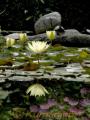 永国寺の「幽霊池」に咲く淡い黄色のスイレン。水面にはアジサイの花も
