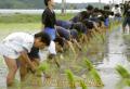 アジア・アフリカへの支援米を植える鶴城中学校の生徒たち＝山鹿市