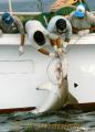 伝統の「フカ狩り」　暴れるシュモクザメを引き揚げる漁師ら＝天草市大矢野町