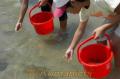 クルマエビを波間に放流する子どもたち＝天草郡苓北町の富岡海水浴場