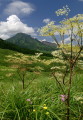 シシウドの花が咲く阿蘇・根子岳の北東山ろく。左上の山は高岳＝