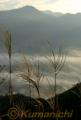 朝日に照らされたススキ。南郷谷は雲海で覆われた＝南阿蘇村の俵山峠展望所