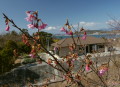 濃桃色の花をつけ始めたヒカンザクラ＝上天草市大矢野町の総合ス