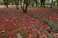 サザンカの花で地面が赤く染まった熊本城公園＝熊本市二の丸