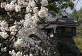 花散らしの風に揺れる桜＝熊本城不開門から。後方は平櫓（やぐら
