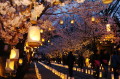 灯ろうの明かりが並んだ本妙寺参道　第５回本妙寺桜（はな）灯籠