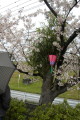 桜の中程から生い茂っている「ど根性」竹＝宇土市の立岡自然公園