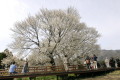野焼きした山をバックに白い花を咲かせる一心行の大桜＝阿蘇郡南