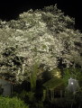 ライトアップされた通称「中園の天神さんの桜」＝阿蘇郡南阿蘇村