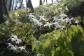 群生地で真っ白の花を咲かせるヒゴイカリソウ＝阿蘇郡高森町