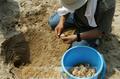 アカウミガメの卵を安全な場所に移す県希少野生動植物調査員