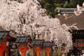 京都の桜＝平野神社　（福嶋俊郎氏撮影）