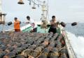 タコ産卵用のつぼを海に投げ入れる漁師たち＝天草市牛深町