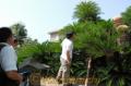 「大野下の大ソテツ」でのクロマダラソテツシジミの繁殖を調査する玉名市職員