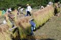 １０周年を迎えた「告地区棚田オーナー制度」で稲刈りを楽しむ人たち＝芦北町