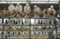 高病原性鳥インフルエンザの防疫演習で鶏を捕獲する県職員＝大津町の県家畜市