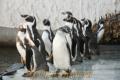 子どもたちから名前を募集するフンボルトペンギン＝熊本市の市動植物園