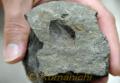 小学生が発見した二枚貝「イノセラムス」の化石＝天草市御所浦町