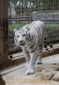 九州唯一のホワイトタイガー「ホワイティ」＝大牟田市の市動物園
