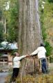 山鹿市鹿北町にある多久神社には樹齢約４５０年のアヤスギの巨木も