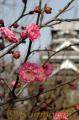 咲き始めた八重咲きの紅梅＝１９日午後、熊本城飯田丸の梅園