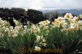 海を見下ろす遠見山の頂上で白い花を咲かせるスイセン＝３日午後、天草市牛深