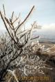 立春の朝、烏帽子岳山頂付近では樹氷が見られた。後方は草千里＝南阿蘇村