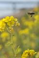 陽光に誘われ、菜の花の上を飛び回るミツバチ＝８日午後、熊本市新土河原