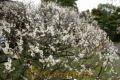 純白の花を次々と咲かせ始めた兜梅＝天草市浜崎町の延慶寺