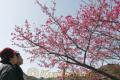 深紅の花びらを付けたヒカンザクラ＝宇土市の「あじさいの湯」