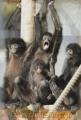 クロクモザル　のんびりと日なたぼっこする家族。中央が生後８カ月のキララ