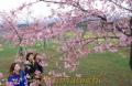 風に揺れる「菊池高原桜」。奥には菜の花畑が広がる＝菊池市