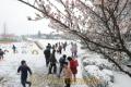 梅が咲く校庭で雪合戦をして遊ぶ宮地小の児童たち＝１０日午前８時ごろ、阿蘇市