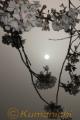 黄砂の影響で満月のような太陽＝２１日午前７時半ごろ、熊本市