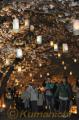 本妙寺桜灯籠。満開の桜と無数の灯ろうで幻想的な雰囲気の本妙寺参道＝２７日夜、熊本市
