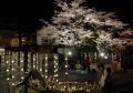 夜の闇に浮かび上がる竹のオブジェとライトアップされた桜＝阿蘇市の阿蘇神社
