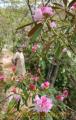 淡いピンクの花が開き始めたシャクナゲ＝小国町の都離美庵
