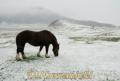 雪の中、草をはむ乗馬用の馬＝１５日午前７時５０分ごろ、阿蘇市の草千里