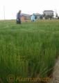 先刈り作業で、４５センチほどに長さがそろったイ草＝八代市千丁町