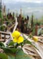 野焼き後の草原を彩っているキスミレの花＝２３日午後、南阿蘇村