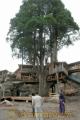 「上玉来の大杉」を中心に建設中のツリーハウス＝高森町