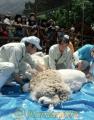 ヒツジの毛を刈る熊本市動植物園の職員ら＝熊本市