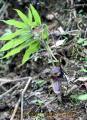 山で出会った花Ⅳ－１３　ナンゴクウラシマソウ
